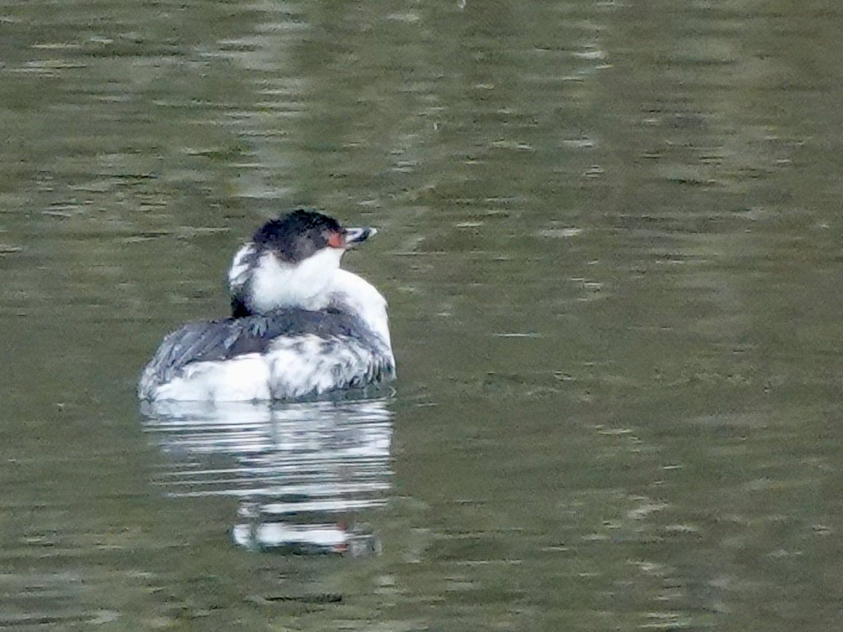 Sharon Wood (nee Loose) tweet media