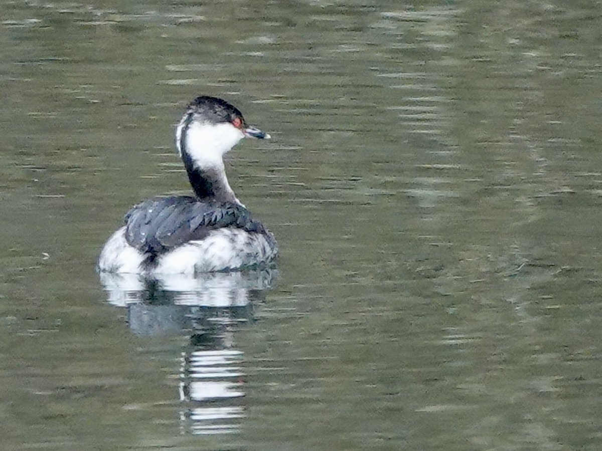 Sharon Wood (nee Loose) tweet media