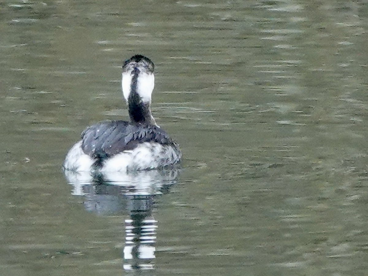 Sharon Wood (nee Loose) tweet media