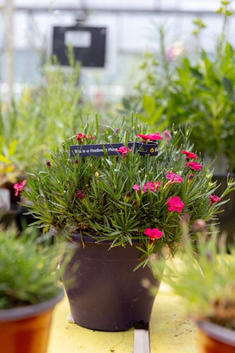 FireSmart BC tweet media