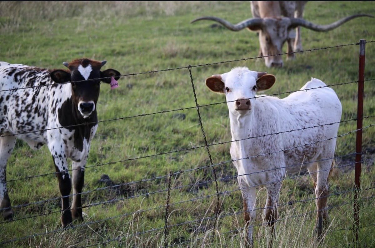 SitaIRL88's tweet image. Them.... ! Always 🤍✨

#Mine