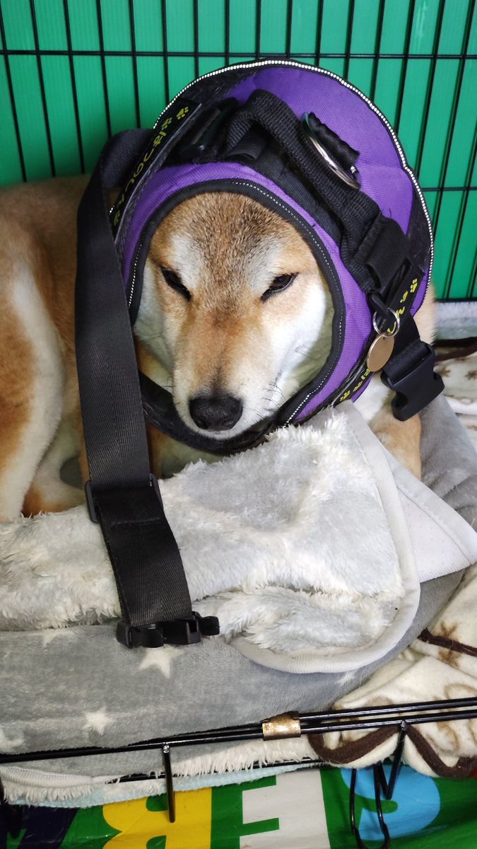 ハーネス装着準備中。