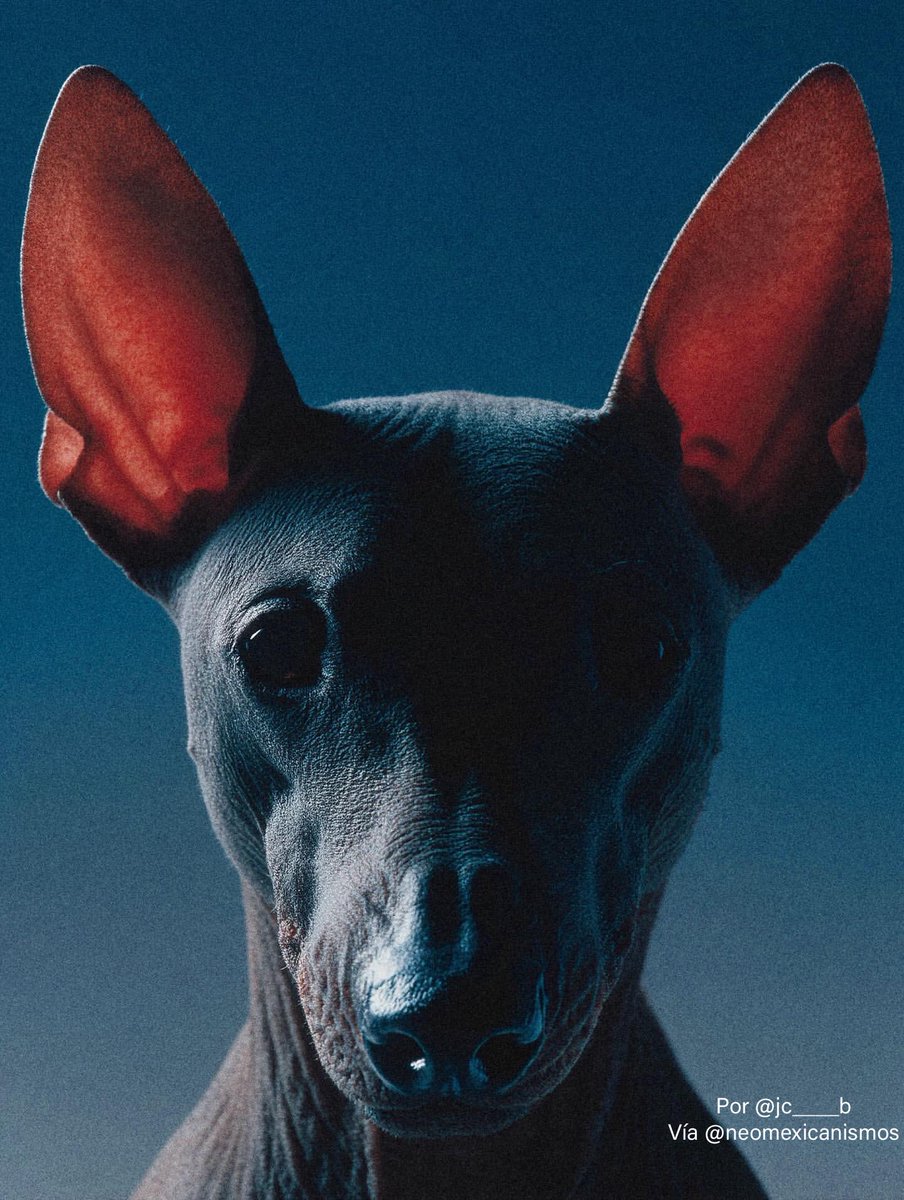 NeoMexicanismos tweet media