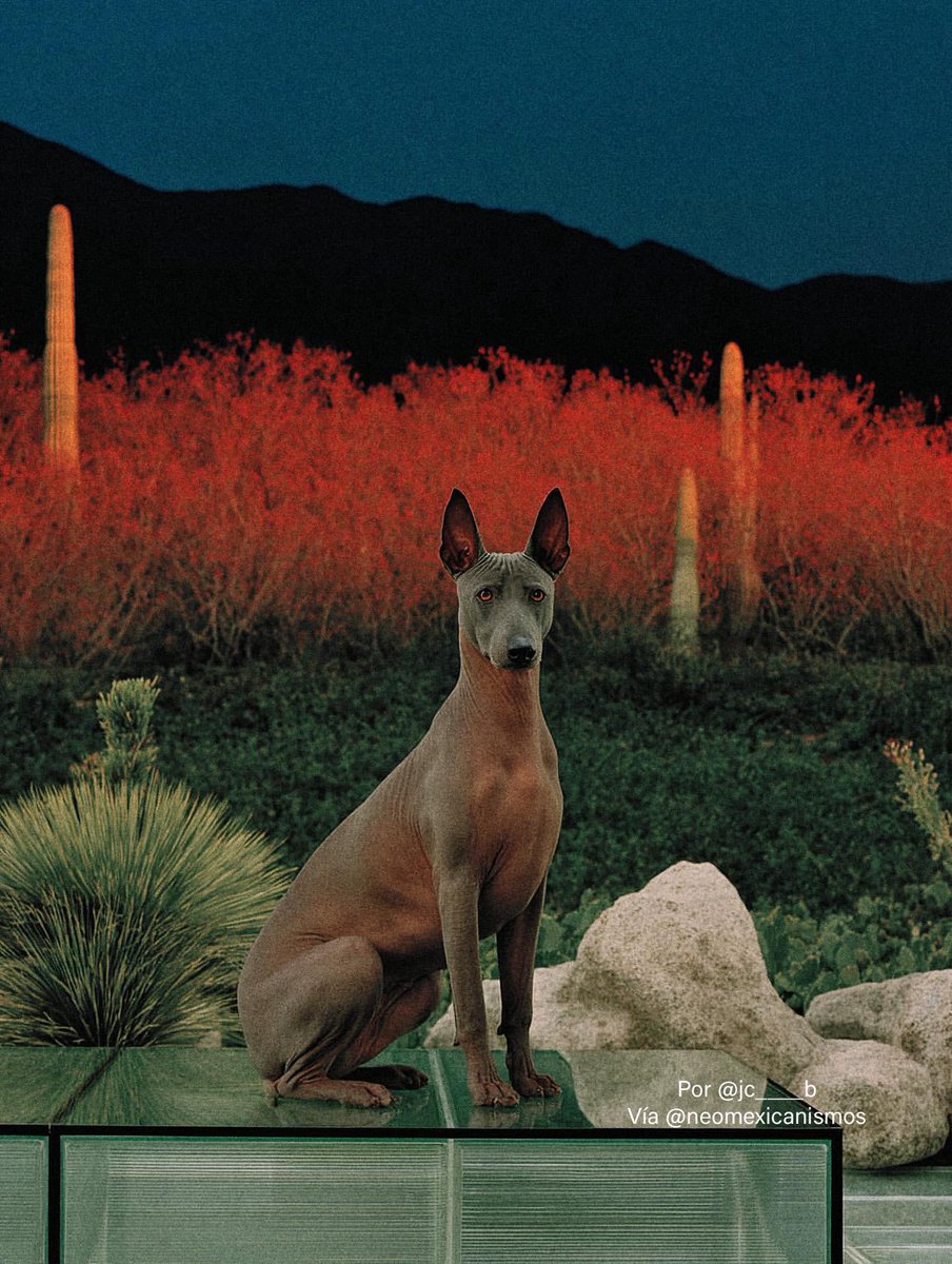 NeoMexicanismos tweet media