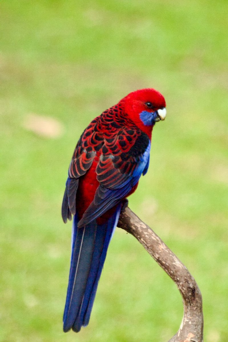 Fred O'Donnell tweet media