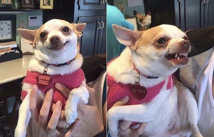 the bitchelorette tweet media