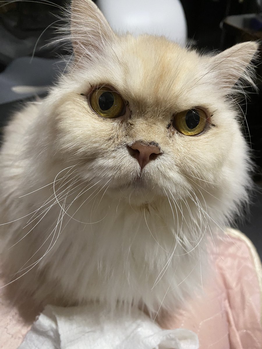TomaKonomi's tweet photo. エリザベスカラー、卒業できましたヽ(´▽｀)/
#猫 #猫がいる暮らし #猫がいる生活 #猫がいる幸せ #猫多頭飼い #猫好きさんと繫がりたい #マンチカン #がっちゃん https://t.co/hf8f2nrPsO