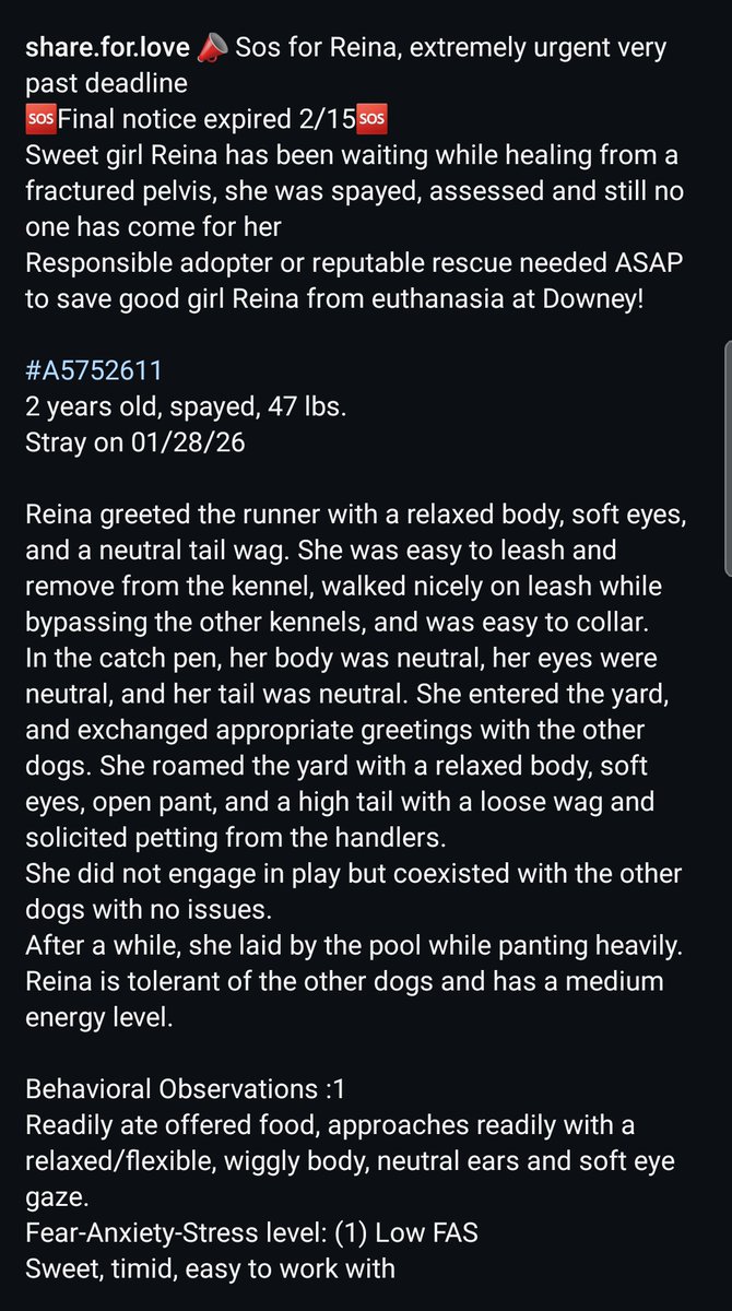 8415_n's tweet image. REINA #A5752611
2yo. #rottie #Rottweiler #rottielover #rottierescue #rottweilerrescue
She may look grumpy sometimes, but this sweet girl is healing from a fractured pelvis. Steady, centered, relaxed personality. Dog-friendly.
Most #URGENT ‼in #Downey today
#PLEDGE
#FOSTER
#ADOPT