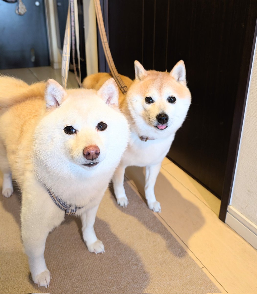 とんすけ (@tonsuke85) / Posts / X