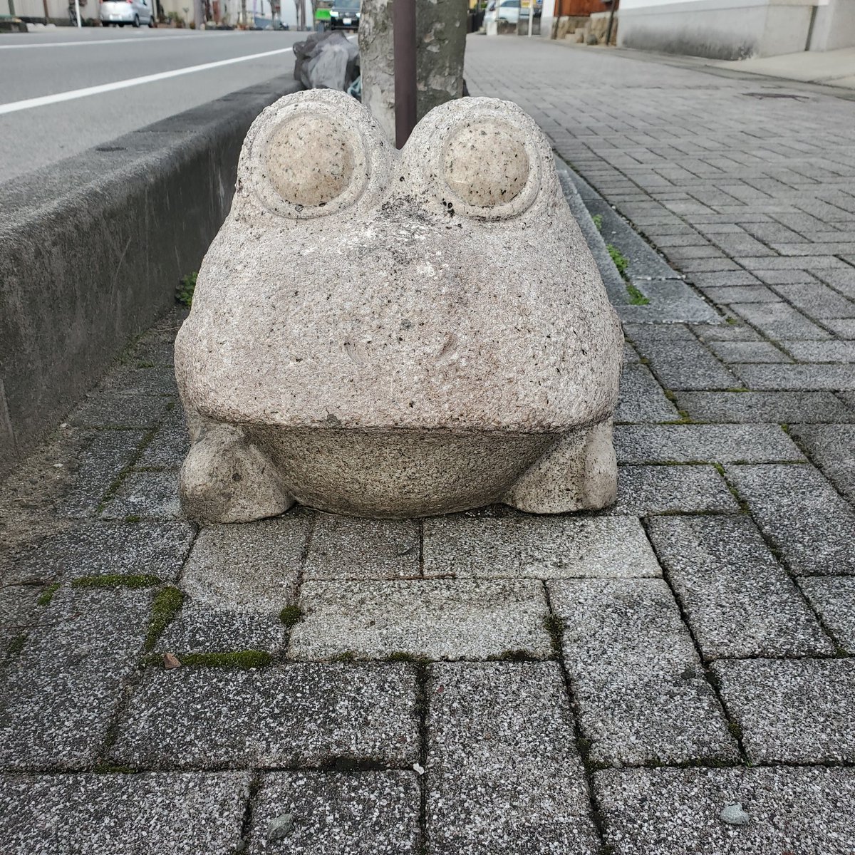 蛙旅団 tweet media