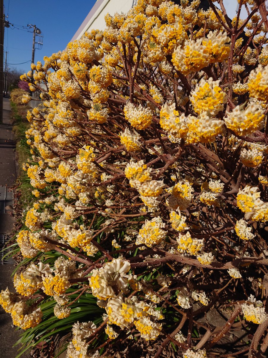 r2d2c3poacco ミツマタの花が開花しました。 良い香りを漂わせています。