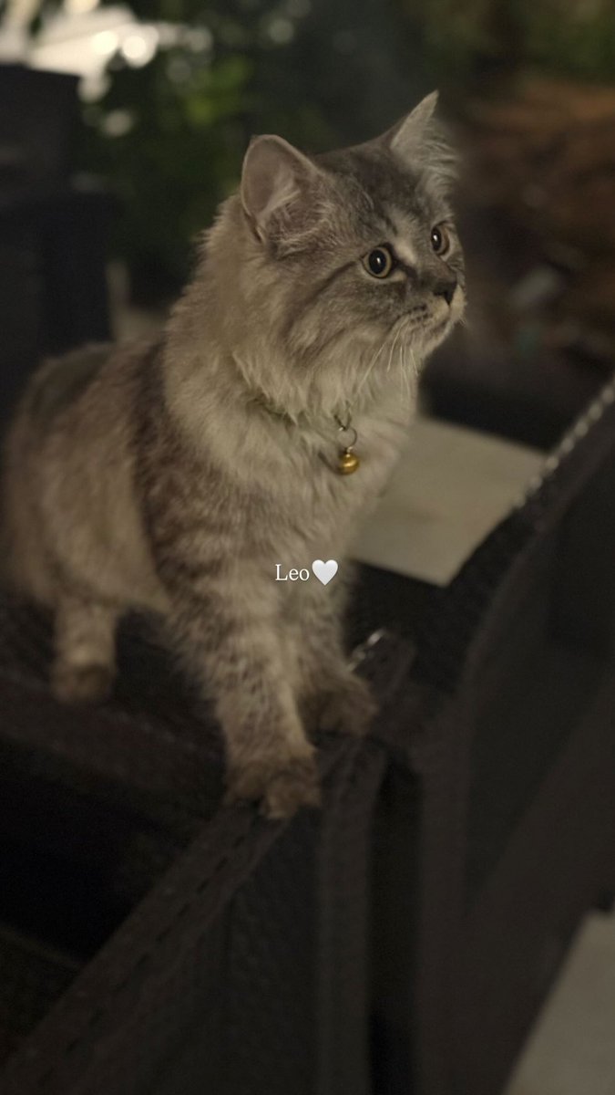 حَوْرُ tweet media