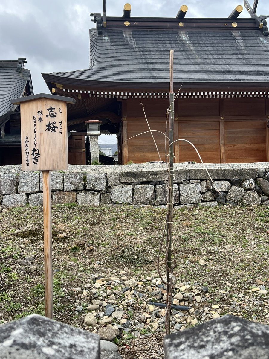 2025年にねぎ君が献木した桜「志桜」 比べてみると ちょっと大きくなっ