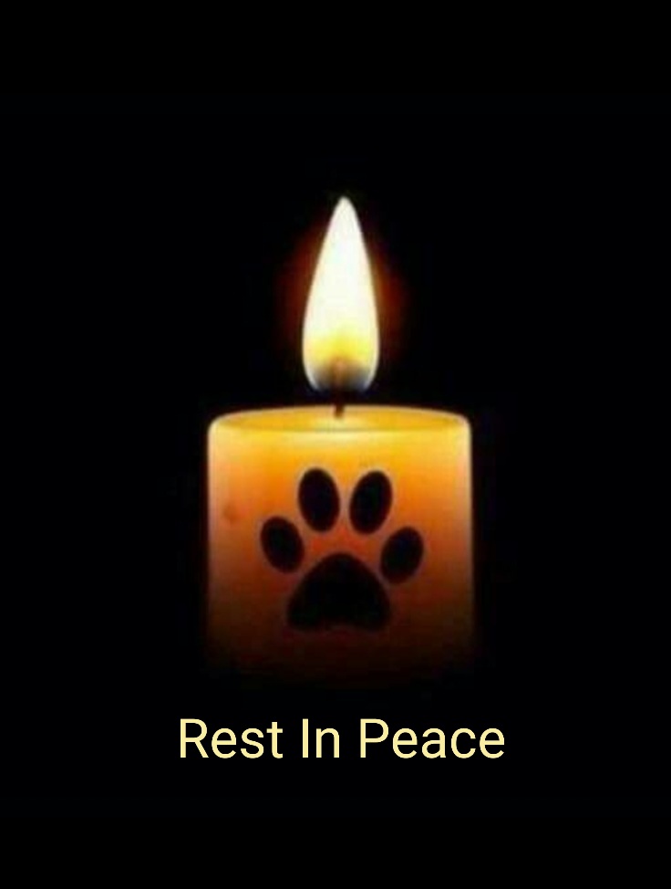 Morgan Fairchild's Dogs tweet media