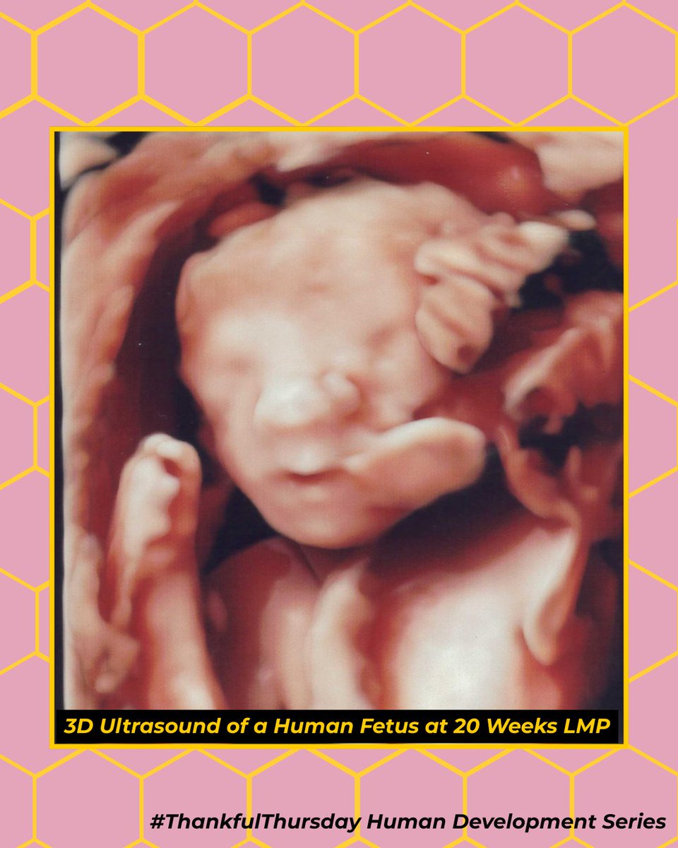 Pro-Life Wisconsin tweet media