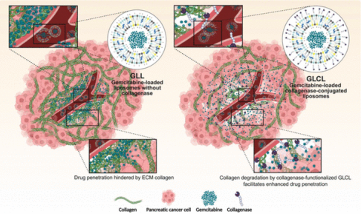 Extracellular Matrix News tweet media