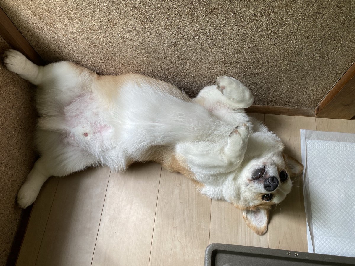 コーギー短足部(部長) (@corgi_andypapa) / Posts / X