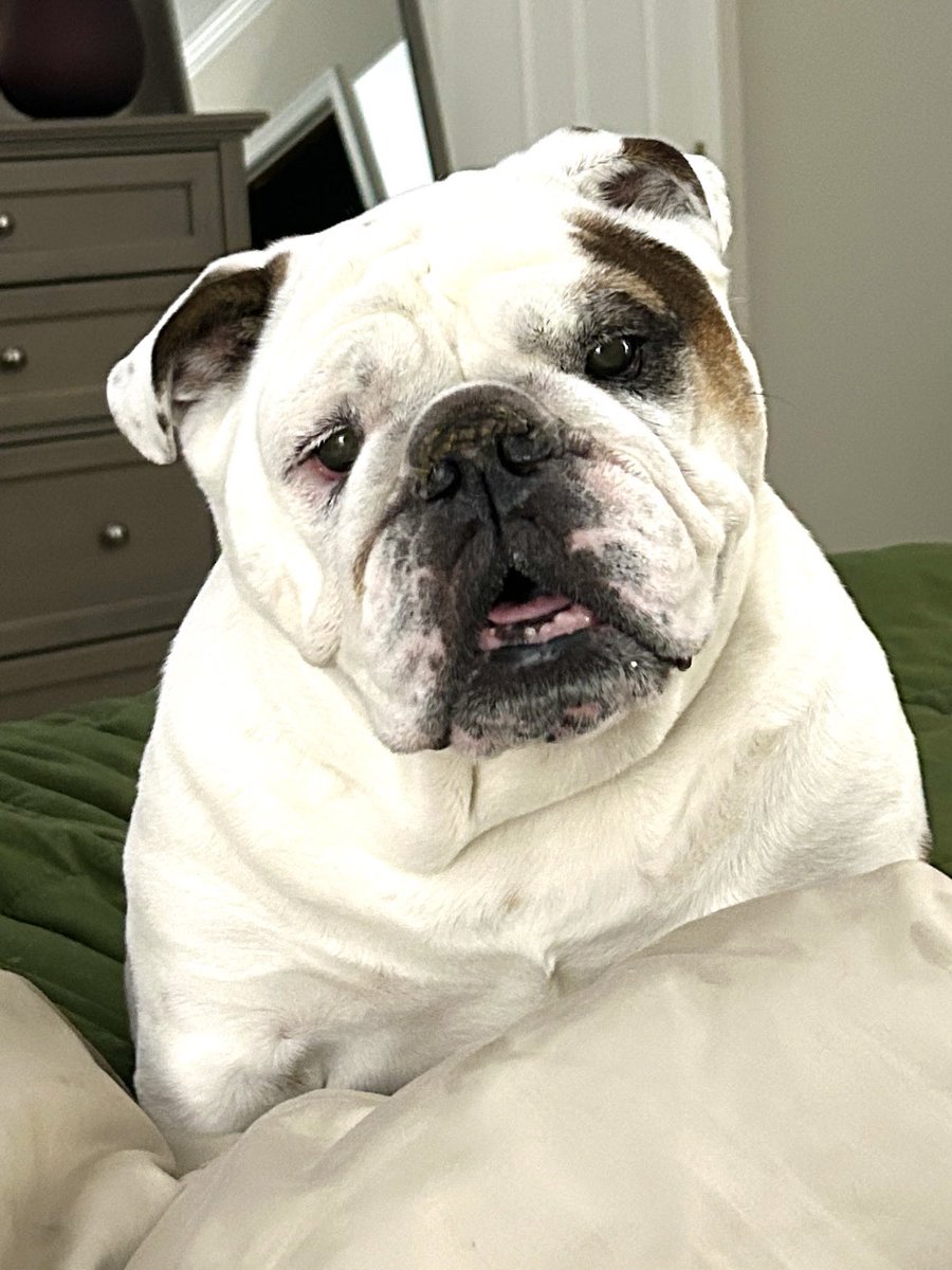 Cleopatra the English Bulldog tweet media