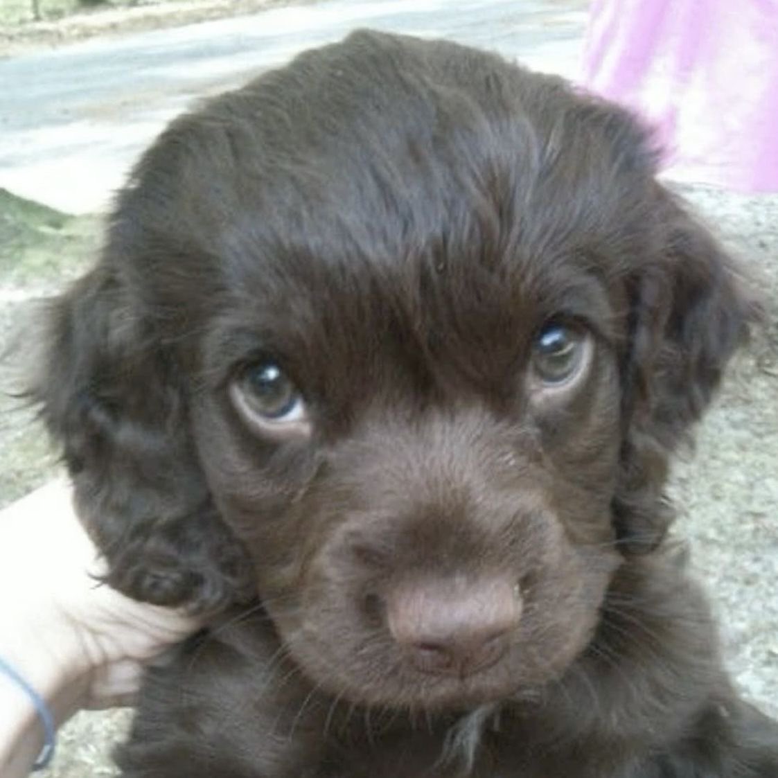 eepyphoebe's tweet photo. *stares  at  u  until  u  pet  me* https://t.co/IIi5lakyIS