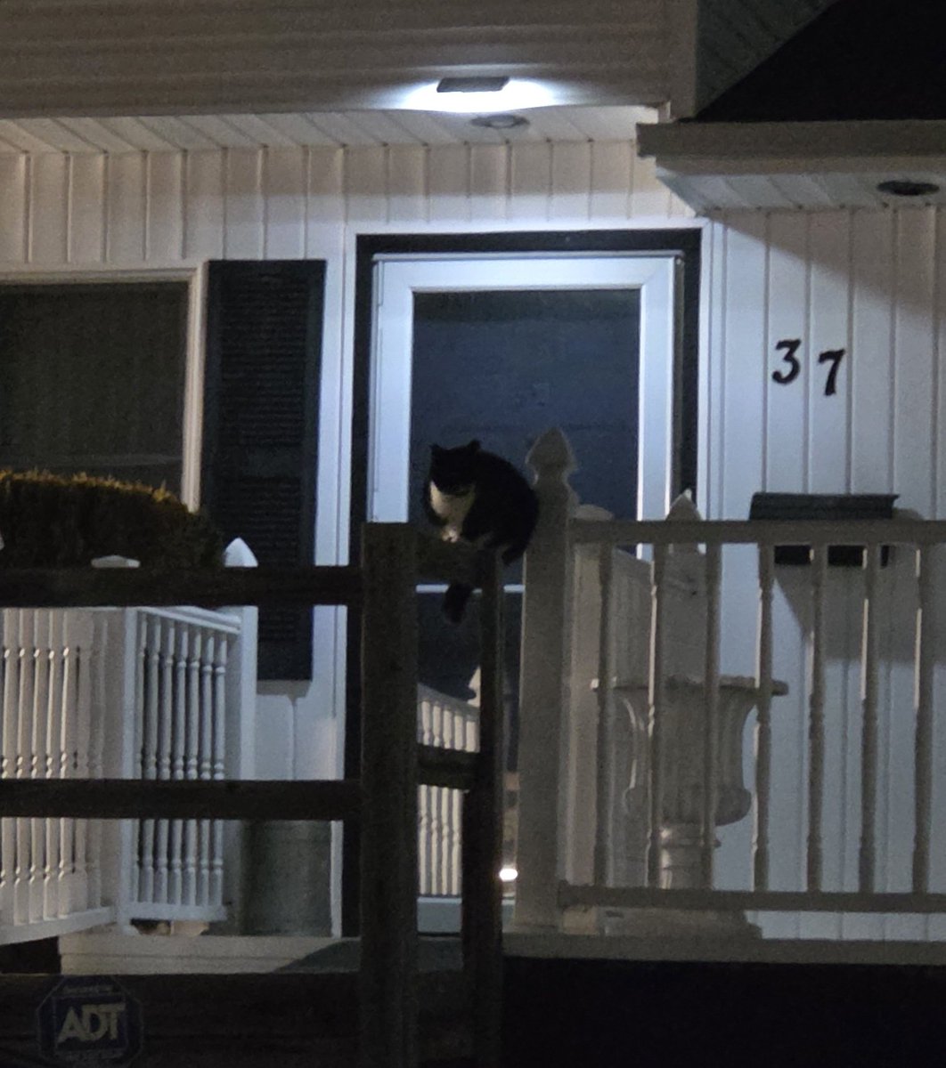 neighbors cat aura farming like crazy rn