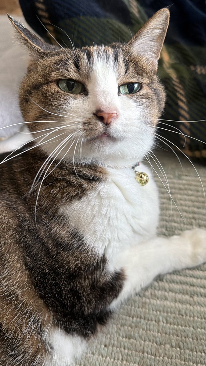 おはようございます😸🎵 どっしり😼ぷっくりちゃん💗 うっとり🥰甘々