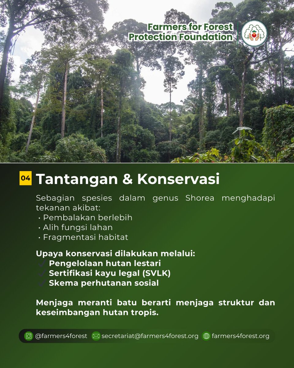 🌳 Desa Marita dan Meranti Batu
Meranti Batu (Shorea sp.) merupakan salah satu pohon utama penyusun hutan hujan tropis di Kalimantan. 
#DesaMarita #MerantiBatu #Shorea #HutanTropis #PengelolaanHutan #PerhutananSosial #SVLK #Konservasi