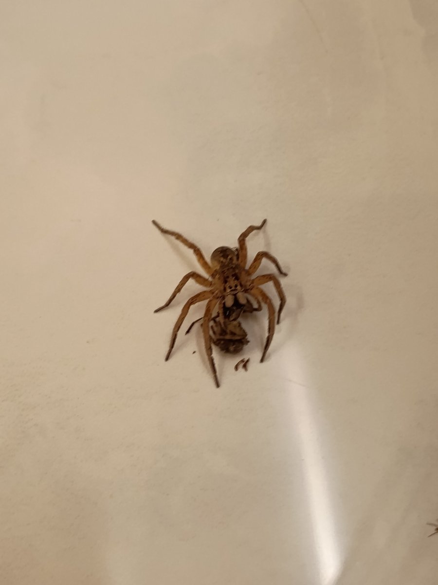 Luciano Alencar tweet media