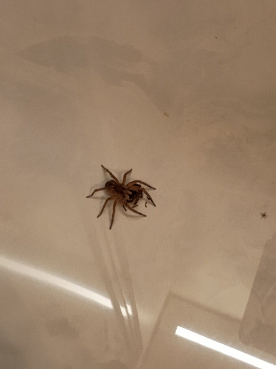 Luciano Alencar tweet media