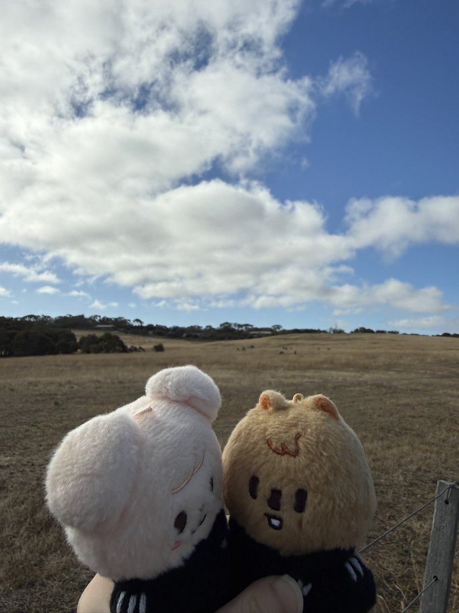 야생코알라와 캥거루를 봤어요 ☺️🇦🇺