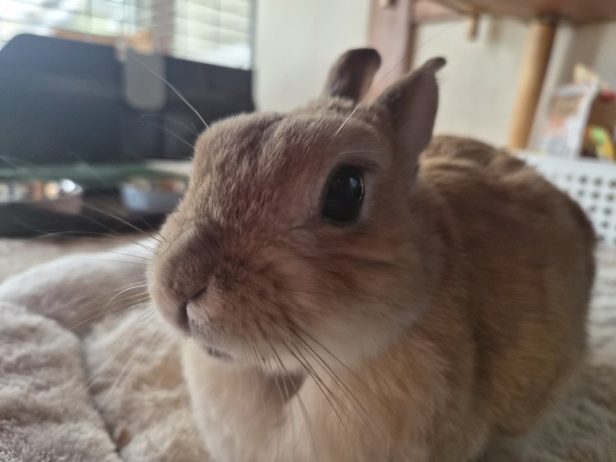 ゴンちゃん仕事行ってくるね🐰❤️‍🩹 お留守番宜しく🏡🌞 帰りは遅く