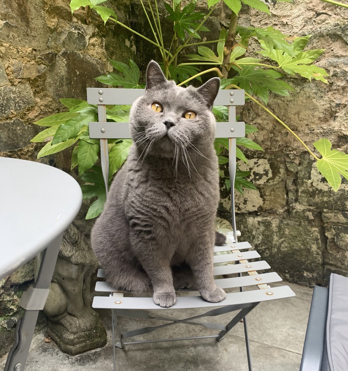 LucaBritishBlue's tweet photo. #ThrowbackThursday Summer 2024 🐾 

#CatsOnX #Xcats #BritishShorthair https://t.co/7gx6xoifOr