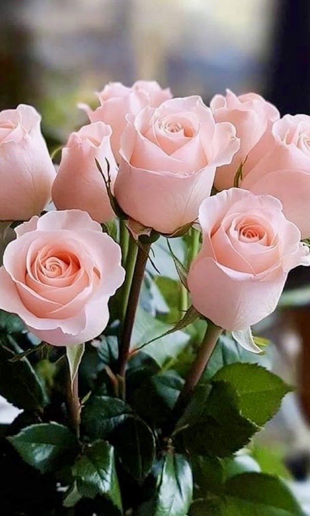 BhupeshUpadhye's tweet photo. 🩷🌷

🌷 The best and most beautiful things in the world can not be seen or even touched 🩷
🌷 They must be felt with the heart 🩷

#worldneedpeace🕊️ https://t.co/R0JmzBQepj