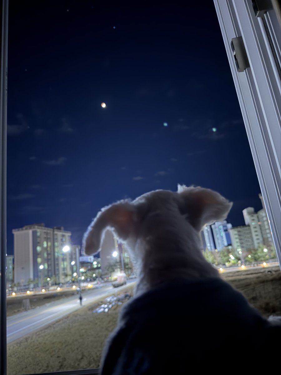 우리집강아지사진계정 tweet media