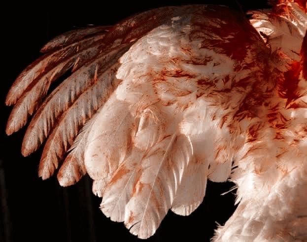 seiryu hinoarashi tweet media