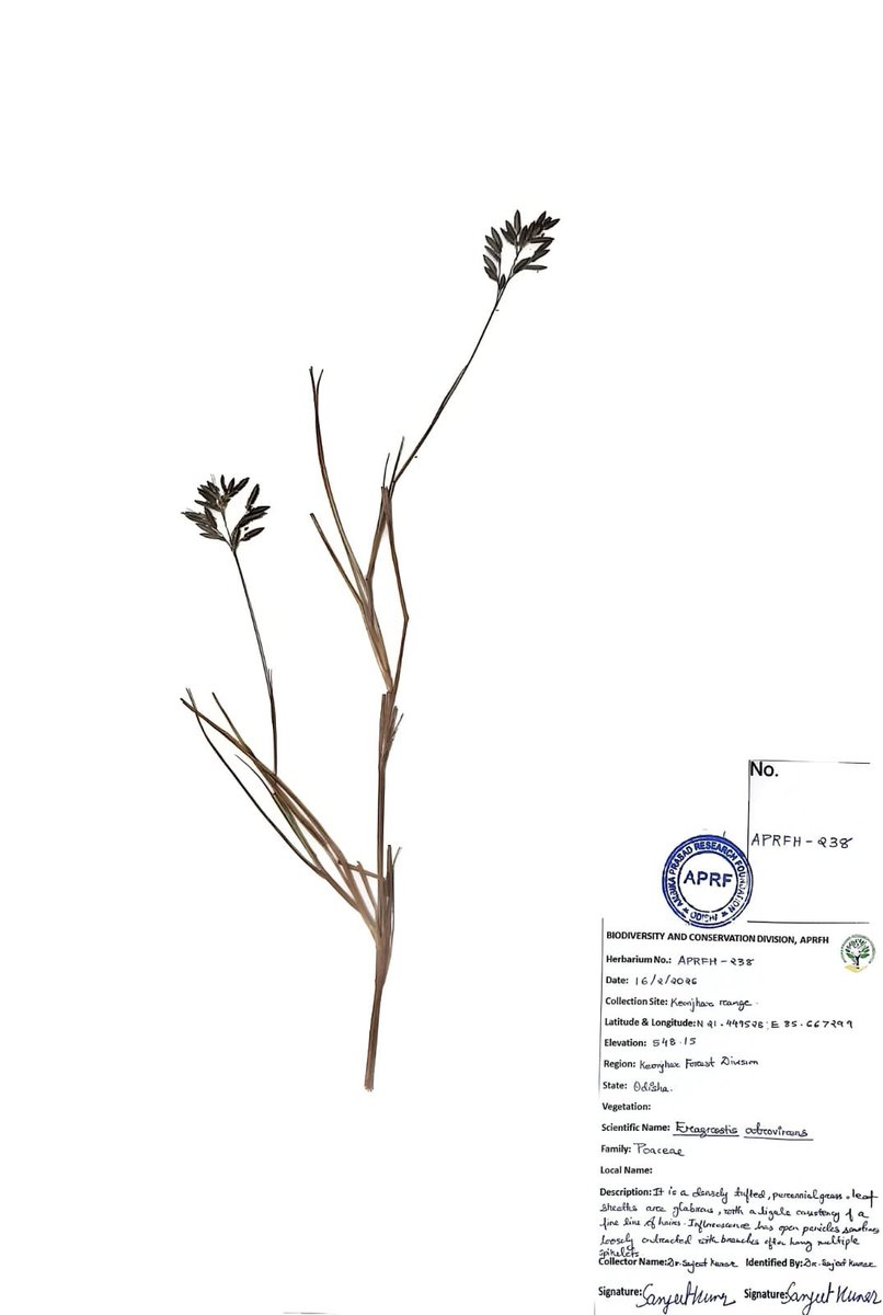 BiotechSanjeet's tweet image. #Fodder #grass of #wildlife 

#Herbarium  #specimens

#Keonjhar #Forest #Division, #Odisha 

@RamsarConv @IUCN_forests @SDG2030 @ForestDeptt @PCCFWL_Odisha @moefcc @EnvironmentPib @Ncscm_Moefcc @CentralIfs @pargaien @rameshpandeyifs @GaneshRamBJP @CMO_Odisha @MohanMOdisha