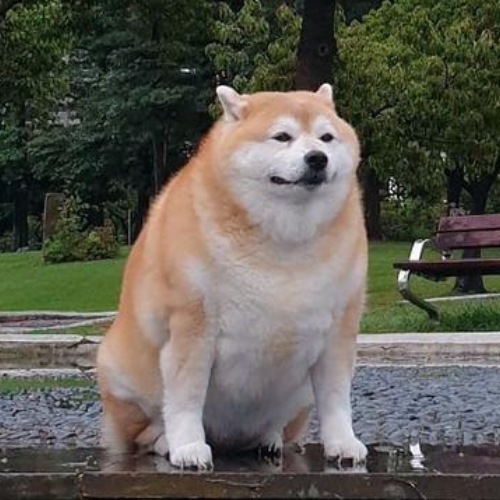 dogesuncmurphy's tweet photo. Uncle $Murphy doges uncle

Doge ran to billions but his uncle never had a real run

That changes today

Ca: C6SwNH3mXoNBxksUg5wwcNiMd3yYCSd8nfJVYpXYpump

https://t.co/lbyT7nNZKR https://t.co/RUE7vuCiND