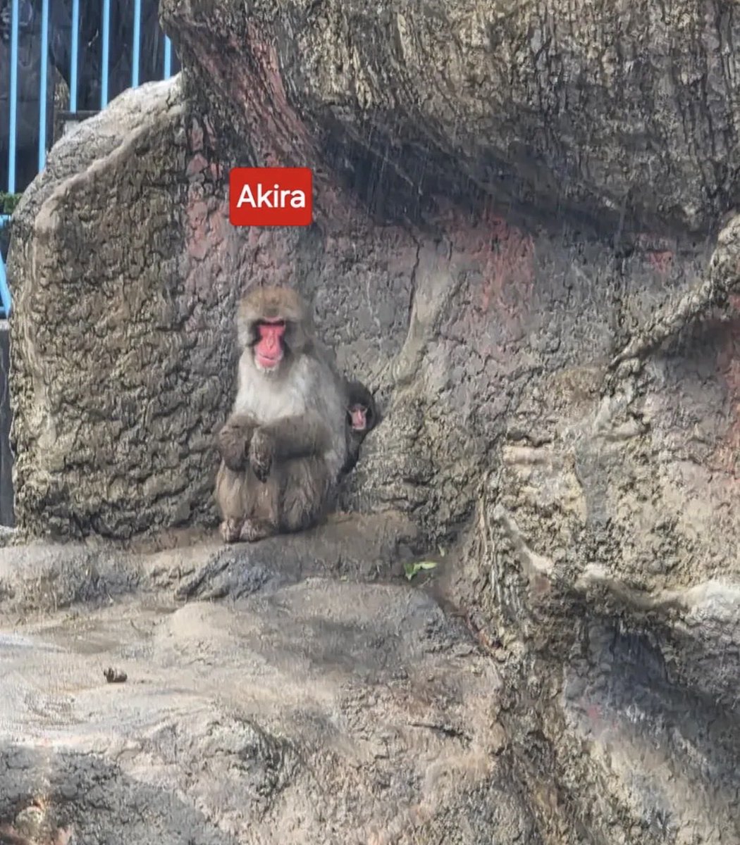 Trending Ants tweet media