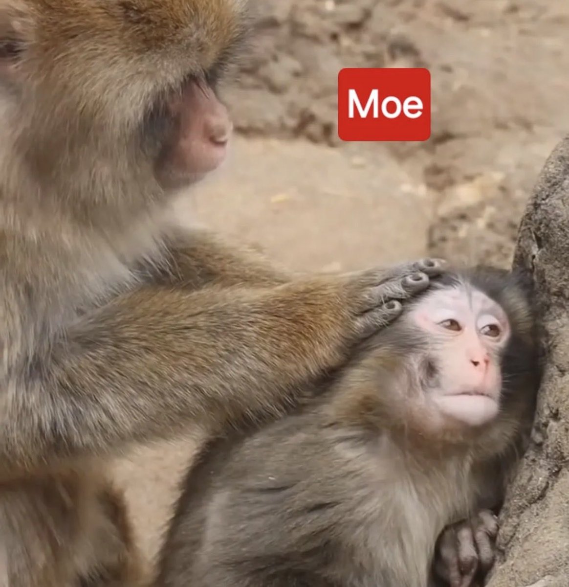 Trending Ants tweet media