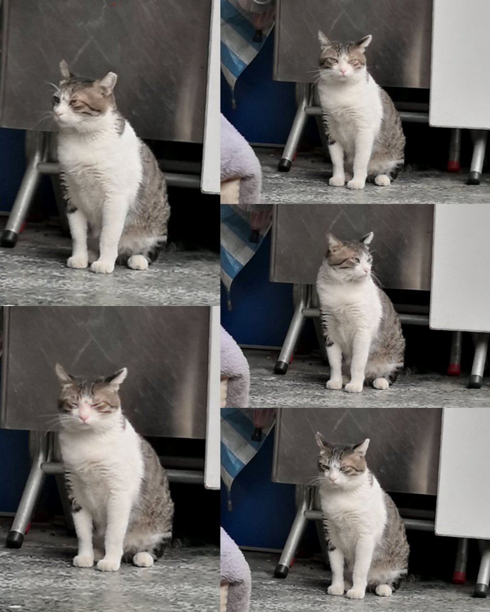 今日的可愛貓咪🐱