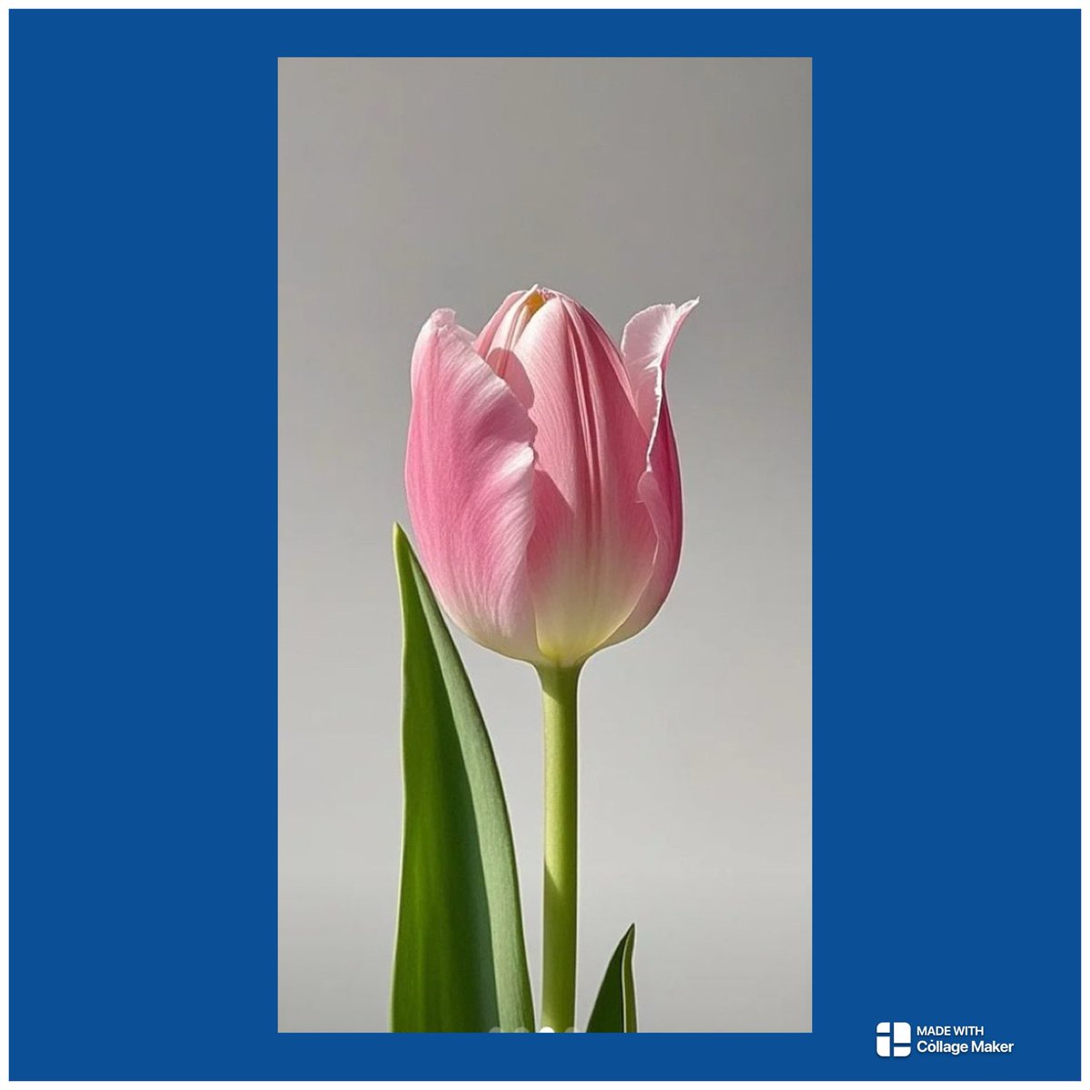 beadankelman's tweet photo. Als de lente komt,
tulpjes hier en daar.
In vele kleuren,
echt waar.
Welkom ,
voorjaar!
#dag64 https://t.co/JlYe0cIfxz
