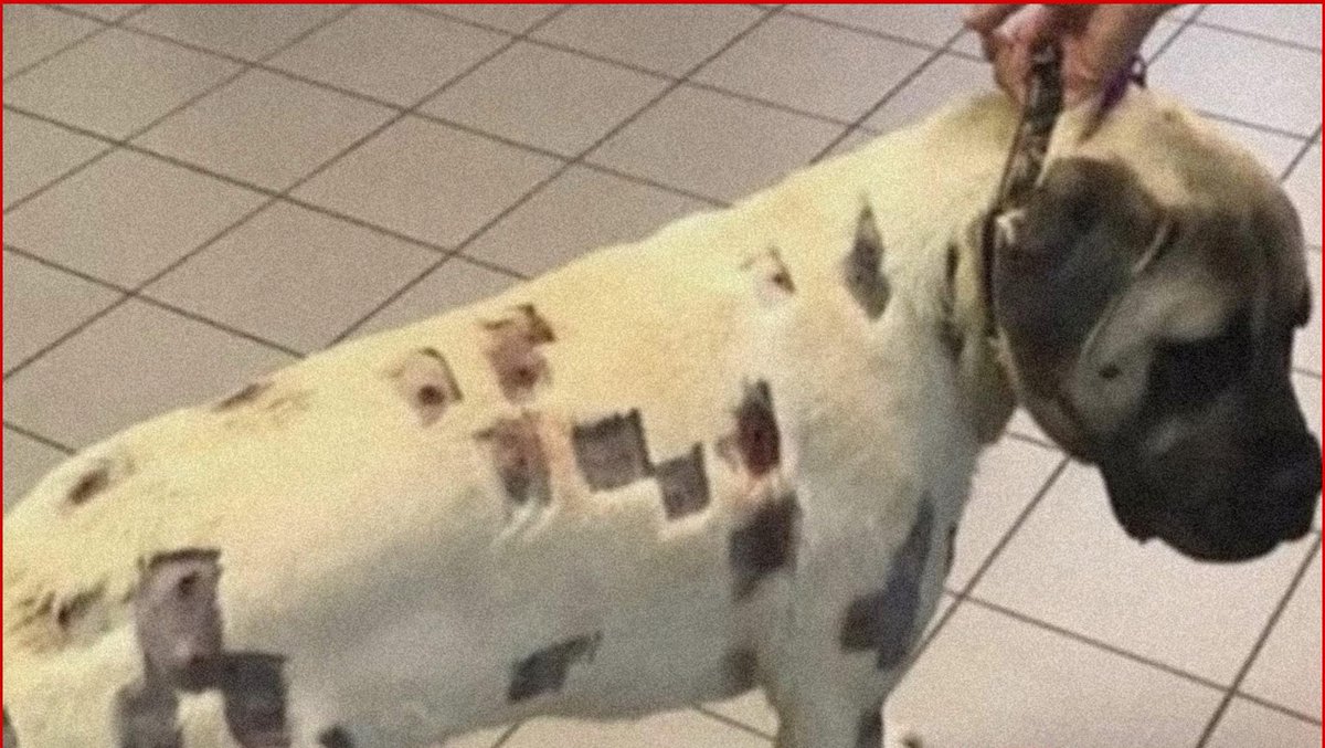 Mr PitBull tweet media