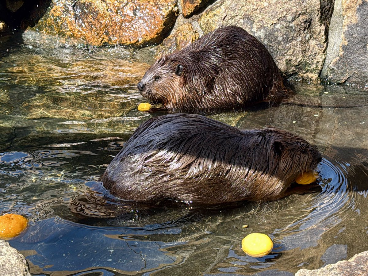 びからった (@vibaotter) / Posts / X