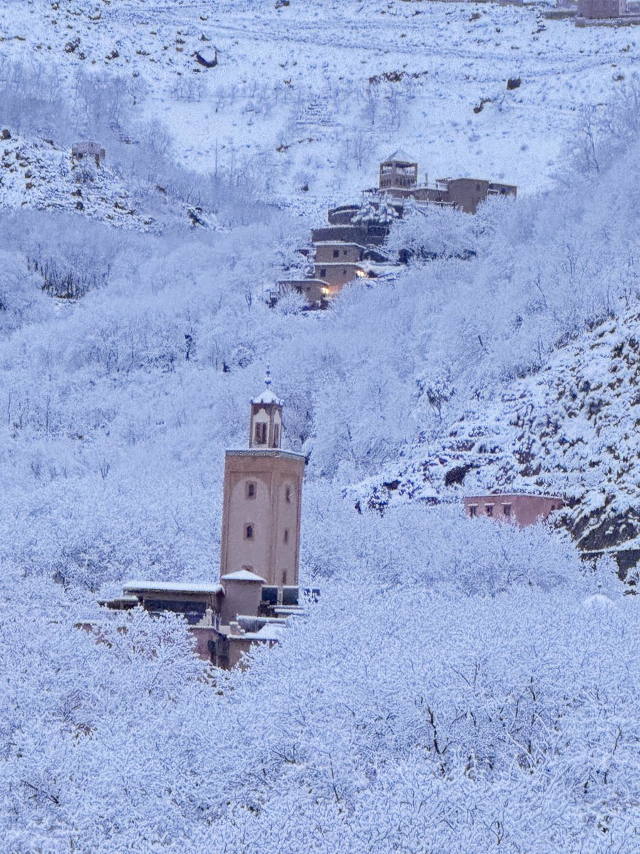 alice morrison tweet media