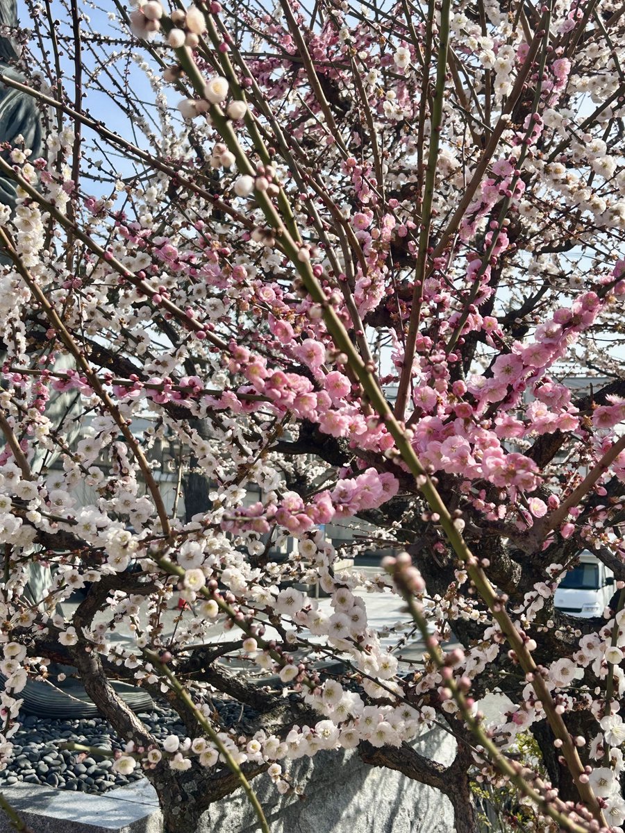 JulyTomomi5's tweet photo. きれい🌸気分が晴れるね☀️ https://t.co/ISwP6uJBT3