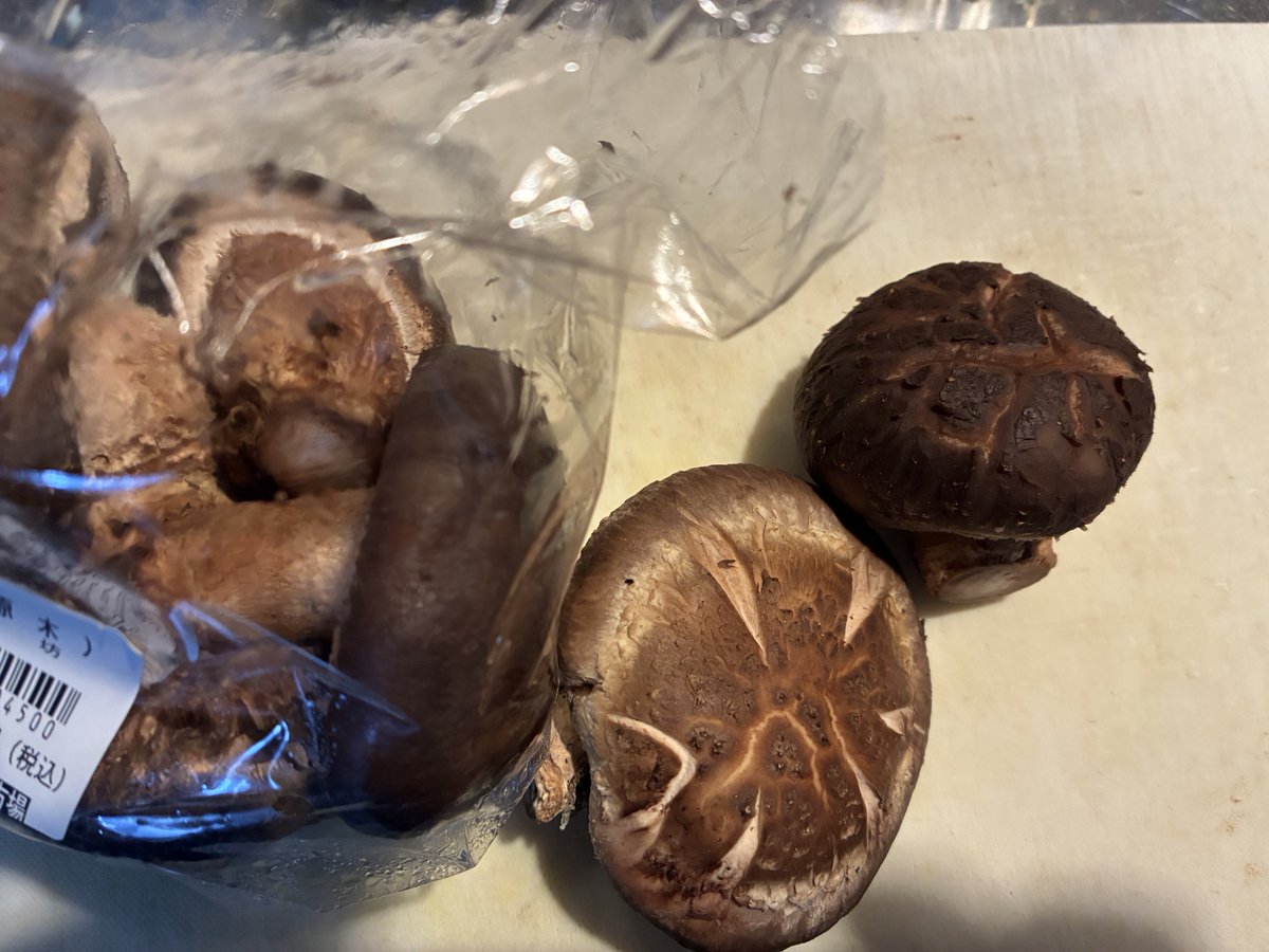 原木椎茸の時期になりました