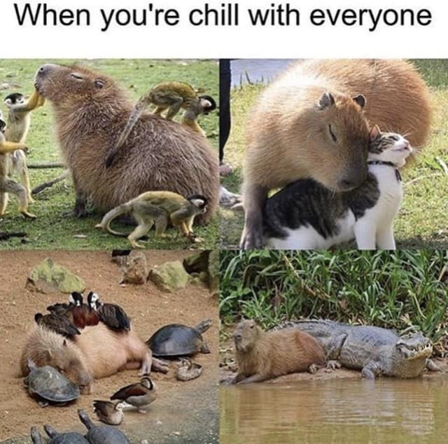 WholesomeMeme's tweet photo. https://t.co/6tQ79ADVoq