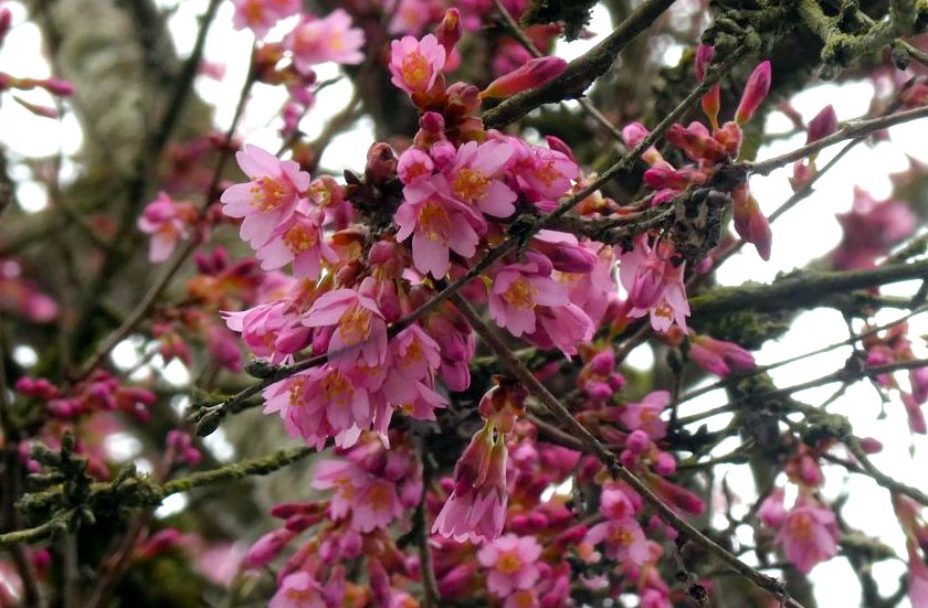 The cherry trees have started to bloom in Vancouver, Canada and there are still 2 weeks until Spring!