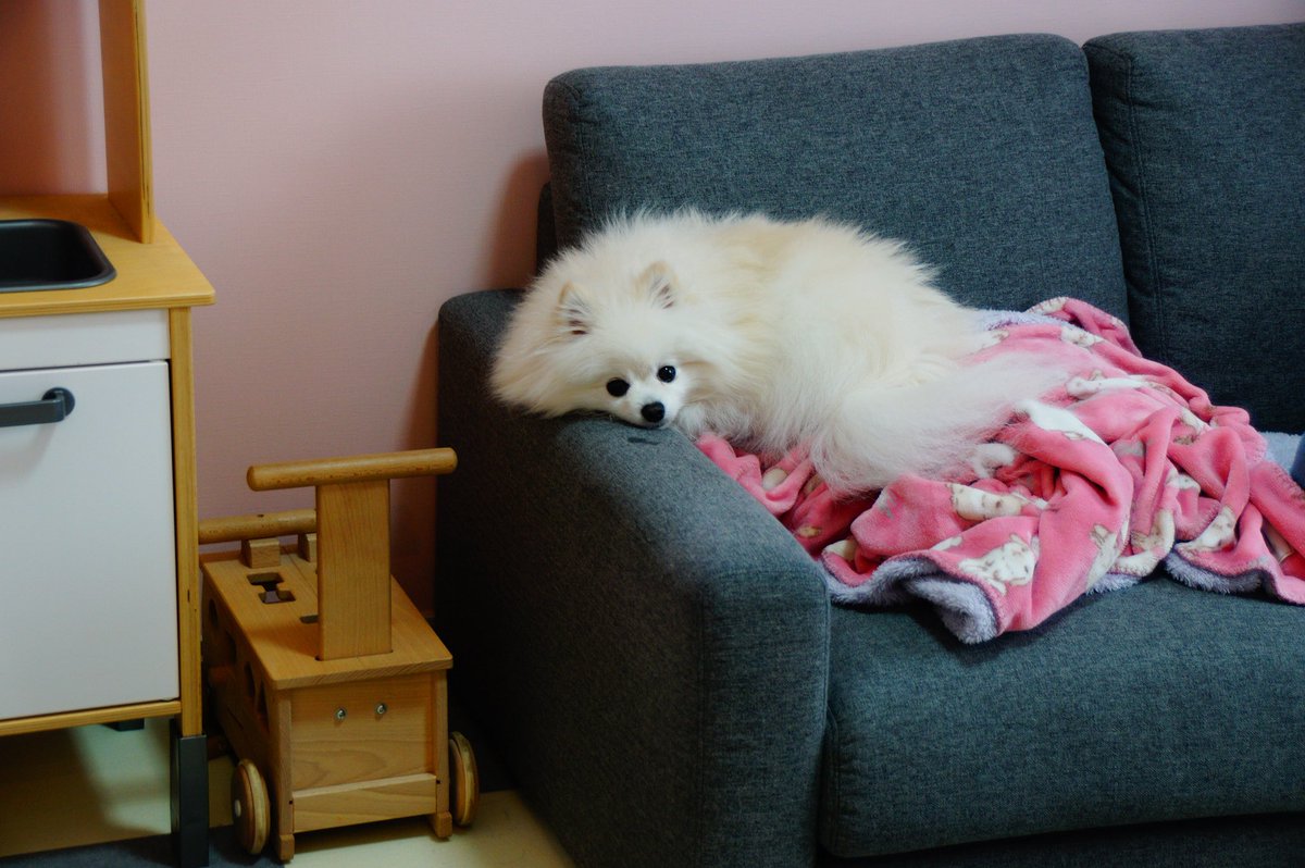 あぐ(8)うに(3)🐾🐾 tweet media