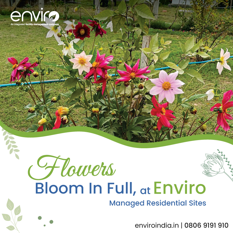 enviro_india's tweet photo. Experience the #Beauty of #Spring at all our managed #ResidentialSites. We make sure life always #Blooms at Enviro.
#Horticulture #HorticultureServices #Landscaping #LandscapingServices #Residential #Society #Township #Enviro #FacilityManagement #IFMS #BuildingMaintenance https://t.co/AyDJbpV0b4