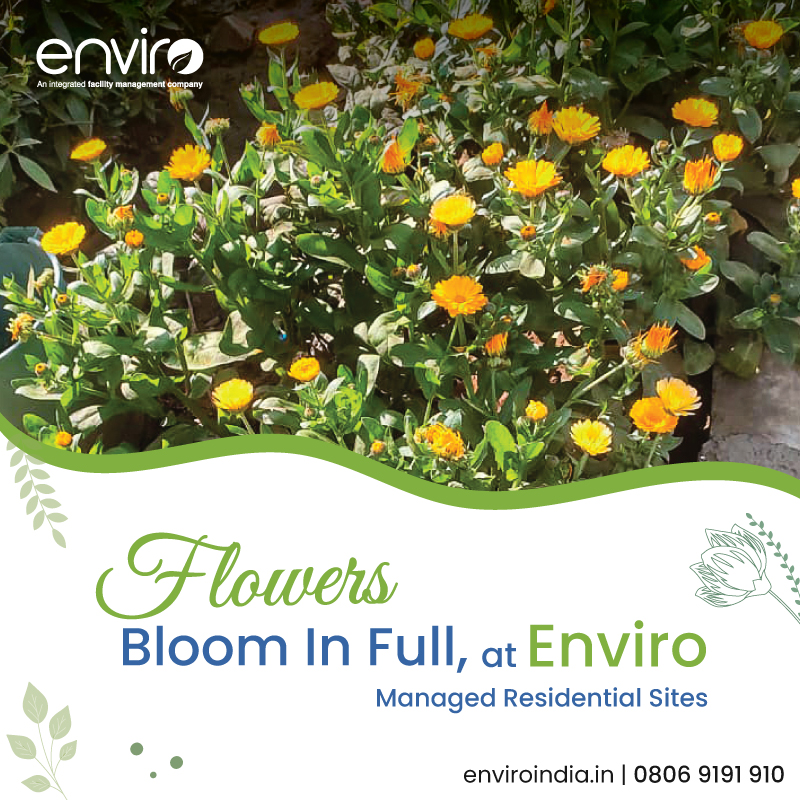 enviro_india's tweet photo. Experience the #Beauty of #Spring at all our managed #ResidentialSites. We make sure life always #Blooms at Enviro.
#Horticulture #HorticultureServices #Landscaping #LandscapingServices #Residential #Society #Township #Enviro #FacilityManagement #IFMS #BuildingMaintenance https://t.co/AyDJbpV0b4